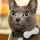 Cat Berlin Carl GPS-Tracker f&uuml;r Hund und Katze Tiertracker grau